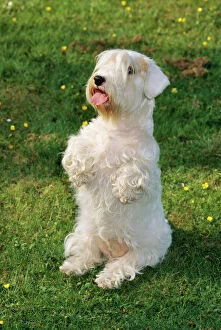 Sealyham Terrier Dog - begging