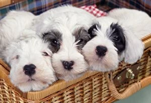 Images Dated 31st January 2011: Sealyham Terrier Dog JD 13044E Puppies in picnic basket © John Daniels / ardea.com