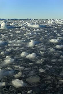 Images Dated 11th August 2013: Seascape drifting ice floes and breaking sea ice Summer