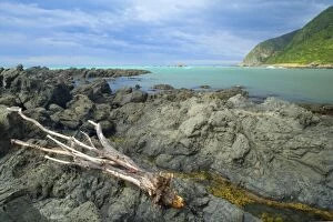 Seascape - rugged rocks and tree trunk / driftwood washed ashore along the coastline of Kaikoura