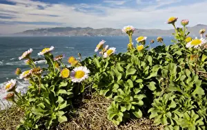 Composite Prints: Seaside Fleabane / Beach Aster / Seaside Daisy - in native habitat on cliffs - San Francisco Bay - California