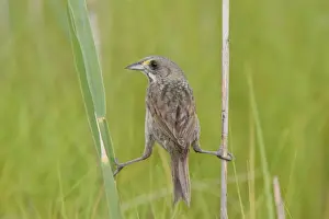 Ammodramus Prints: Seaside Sparrow - holding on to reeds - June - Connecticut - USA