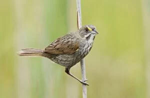 Ammodramus Gallery: Seaside Sparrow - June