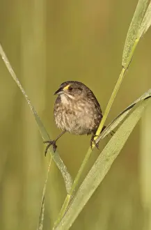 Seaside Sparrow - June - Connecticut - USA