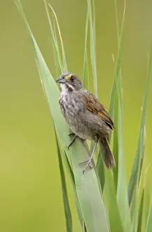 Seaside Sparrow - June - Connecticut - USA