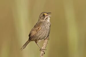 Ammodramus Maritimus Gallery: Seaside Sparrow - singing