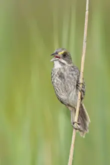 Ammodramus Prints: Seaside Sparrow - singing - June - Connecticut - USA