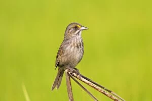 Ammodramus Gallery: Seaside Sparrow - singing on territory during nesting