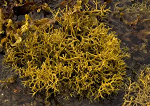 Seaweed