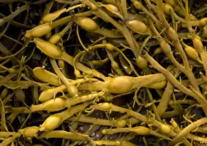 Seaweed