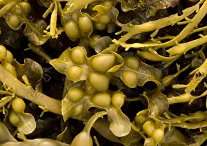 Seaweed
