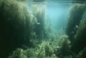 Images Dated 28th April 2004: Seaweed Bahia Concepcion, Baja California Mexico