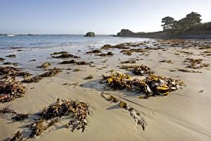 Seaweed on beach, Pors Hir, Brittany, France