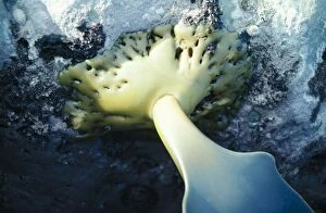 Images Dated 23rd March 2005: Seaweed - Hold fast of Bull Kelp New Zealand
