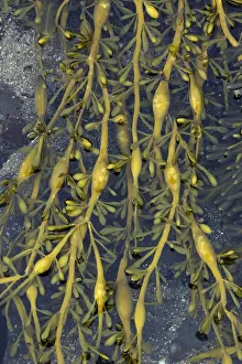 Seaweed - at low tide, showing air filled bladders. Northumberland, UK