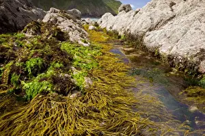Seashore Prints: Seaweed - in rock pools - mainly Brown Tuning Fork Weed (Bifurcaria bifurcata)