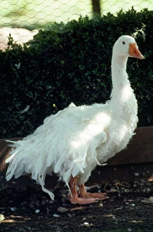 Feather Collection: Sebastopol Goose - domestic