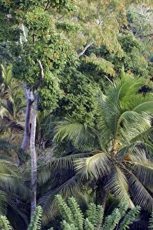 Images Dated 24th July 2004: Secondary Forest Mayotte Island, Indian Ocean