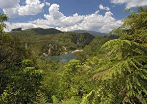 Images Dated 12th January 2005: Secondary forest in Waimangu geothermal area. North Island, New Zealand