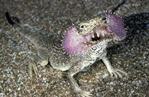 Agamas Gallery: Secret Toad-Headed Agama - dispays being disturbed - sand dunes - desert