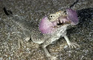 Weird Prints: Secret Toad-Headed Agama - dispays being disturbed - sand dunes - desert - Caspian sea shore - Turkmenistan - Spring