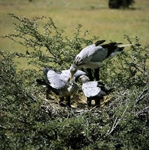 Images Dated 28th July 2011: Secretary Bird - feeding chicks water