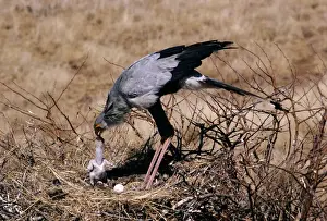 Secretary Bird - feeding water to chick