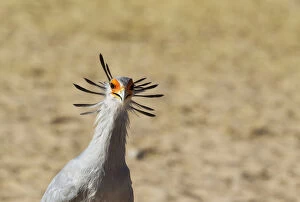 Bird Of Prey Gallery: Secretary Bird - Kalahari Desert, Kgalagadi Transfrontier