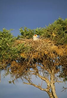 SECRETARY BIRD - in nest