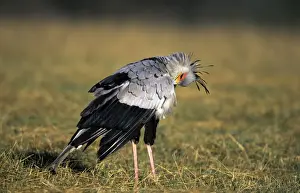 Secretary Birds Prints: Secretary Bird - preening itself - KwaZulu Natal - South Africa