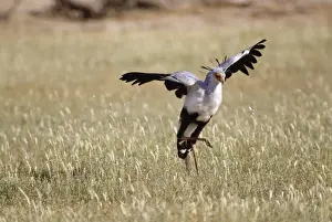 Grasshoppers Prints: Secretary Bird - stamps on prey South Africa
