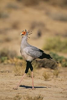 Images Dated 5th July 2010: Secreterybird - Kgalagadi Transfrotier Park - South Africa