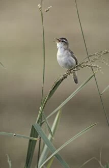 Sedge warbler - Adult male singing