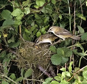 Acrocephalus Gallery: Sedge Warbler - adults at nest feeding young