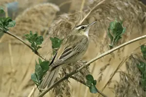 Sedge Warbler AP 772 Acrocephalus schoenobaenus © Dennis Avon / ARDEA LONDON