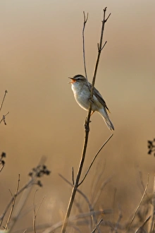 Sedge Warbler - Backlit in early morning sunshine singing from while perched on dry Sedge Warbler - Backlit in early morning sunshine singing from while perched on dry