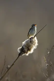 Sedge Prints: Sedge Warbler Backlit in early morning sunshine singing from a bullrush. Cleveland. UK