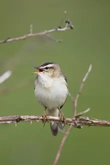Warblers Prints: Sedge Warbler - calling - Scotland - UK