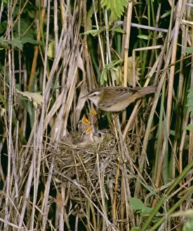 Warblers Prints: Sedge Warbler MAW 15 At nest with young, Sussex © Maurice Walker / ARDEA LONDON