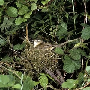 Acrocephalus Gallery: Sedge Warbler - at nest