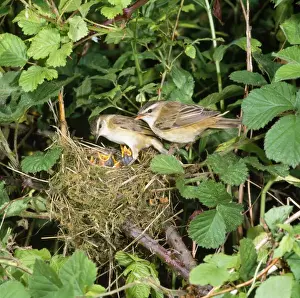 Sedge Warbler - at nest with young