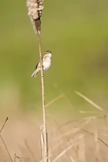 Sedge Warbler Perched on the stem of a bullrush singing. Cleveland. UK