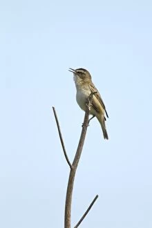 Images Dated 1st June 2011: Sedge Warbler - singing
