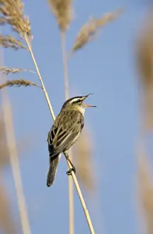 Sedge Warbler - singing in breeding territory