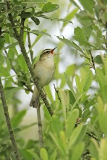 Images Dated 10th June 2008: Sedge Warbler - singing from bush, Texel, Holland