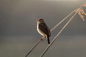 Sedge Warbler - Singing - Cornwall - UK