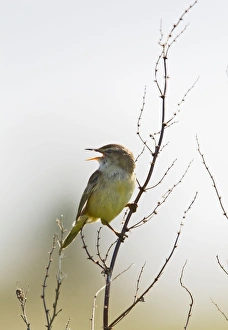 Images Dated 12th June 2010: Sedge Warbler - singing - North Wales UK 11955