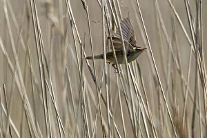 Acrocephalus Gallery: Sedge Warbler - singing in reedbed