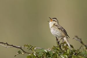 Images Dated 20th May 2008: Sedge Warbler Singing from a typical vantage point atop a small bush Cleveland. UK