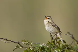 Sedge Prints: Sedge Warbler Singing from a typical vantage point atop a small bush Cleveland. UK